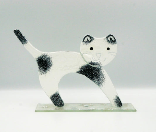 Buckelkatze weiß/ schwarz gefleckt